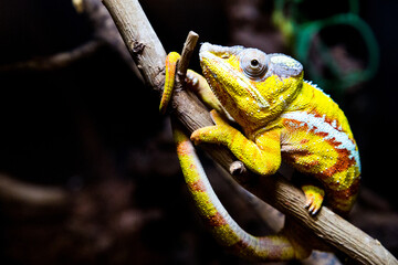 Closeup shot of a yellow  chameleon on a tree branch © John Horton/Wirestock