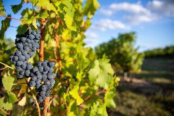 Naklejka premium Bunch of black grapes in the vines before the harvest.