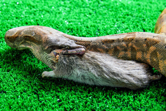 Closeup shot of a common boa constrictor snack eating a gray rat  on a green grass