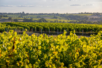 Paysage viticole, vue sur les vignobles de l'Anjou en France.