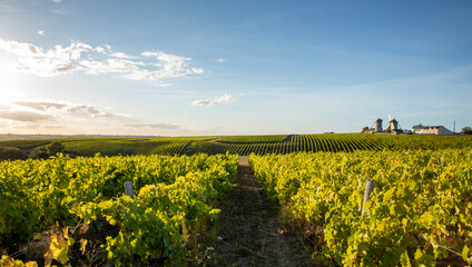 Paysage en Anjou, vignoble et vigne de France dans les coteaux du Layon à Ardenay.