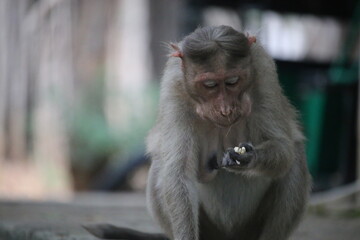 Monkey photos clicked IITM