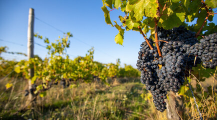 Grappe de raisin noir avant les vendanges dans un vignoble au soleil.