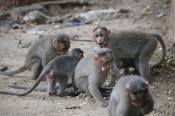 Monkey photos clicked IITM