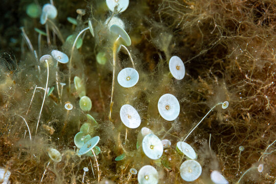 Umbrella weed Acetabularia acetabulum