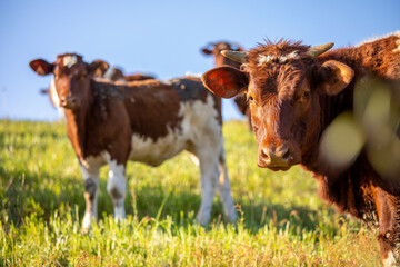 Troupeau de vache de race &agrave; viande ou laiti&egrave;re dans la campagne en pleine nature.