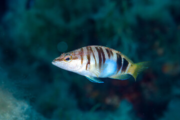 Fototapeta premium Painted comber Serranus scriba