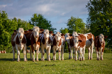 Troupeau de jeune vache en pleine nature.