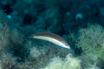 Mediterranean rainbow wrasse Coris julis