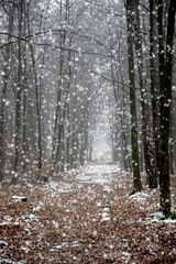 snow falling in the winter forest