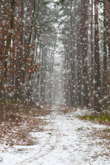 Naklejka na ściany i meble snow falling in the winter forest
