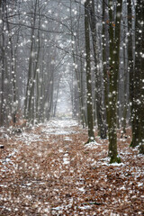 snow falling in the winter forest