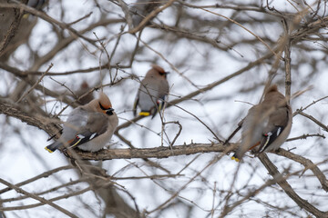 bird in snow