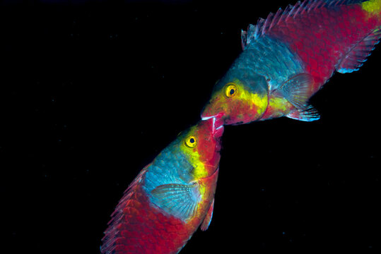 Mediterranean parrotfish Sparisoma cretense