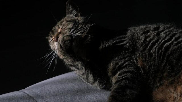 Adult tabby cat is washing on a gray sofa. The pet stretches in a dark room, which is exposed to sunlight. Animal hygiene procedures