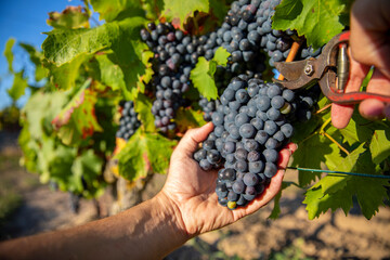 Vendange à la main des grappes de raisins noir dans les vignes.