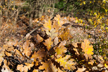 deciduous trees in the autumn season during leaf fall
