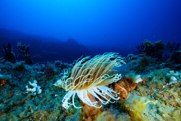 Tube Anemone Cerianthus membranaceus