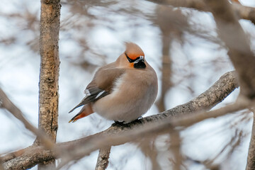 bird in snow