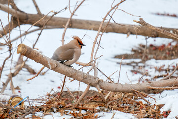 bird in snow