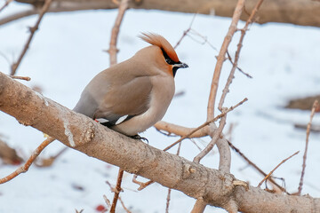 bird in snow