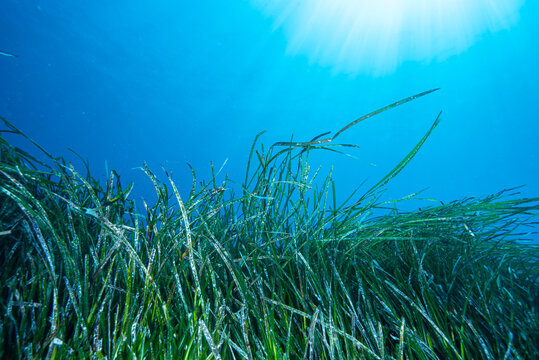 Neptune Grass Posidonia Oceanica