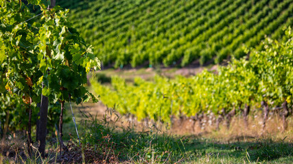 Fototapeta na wymiar Vigne au soleil dans un vignoble en France avant les vendanges.