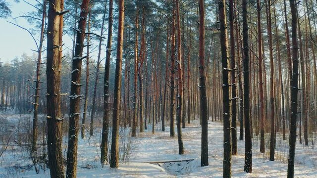 Drone Flight Through Pine Coniferous Forest Snowy White Forest In Winter Frosty Day. Scenic View Of Park Woods Landscape. Nature Elevated View Of Winter Frost Woods. Snowy Coniferous Forest. Way path
