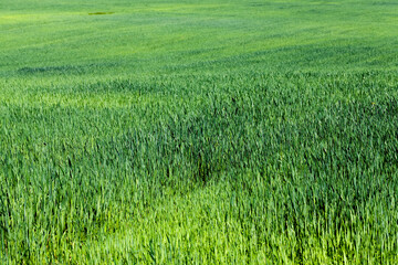 an agricultural field on which cereal plants are grown
