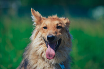 a red dog is a cross between a collie on a walk in the summer