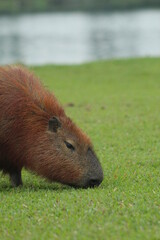 Capivara no Parque Barigui, em Curitiba, brasil 