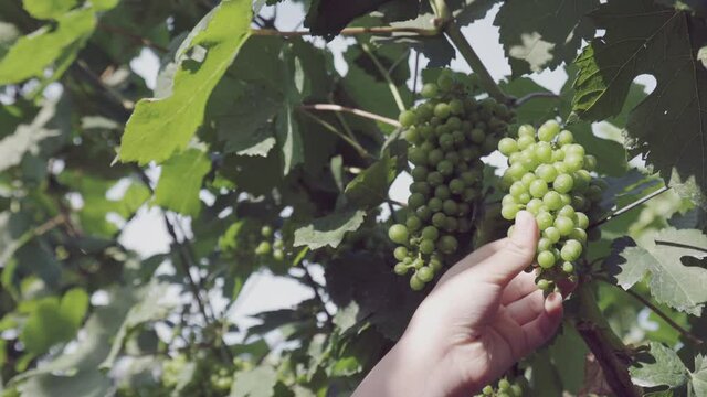 Close up 4K of people hand touching and picking bunch of green grape which is grown for making wine. It is beautiful agriculture farming in vineyard under sunlight in morning or sunset in summer.