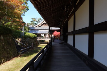 Fototapeta premium The back of Goei-do Hall and connecting corridors and autumn leaves in the the precincts of Koumyou-ji Temple in Nagaokakyou City in Kyoto prefecture in Japan 日本の京都府長岡京市にある光明寺境内の護衛堂裏の渡り廊下と紅葉