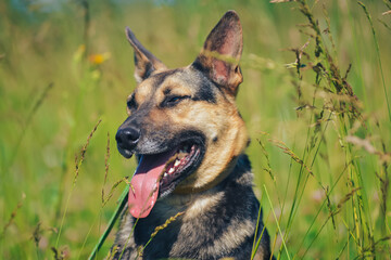 the dog is sitting by smiling in the sun