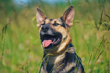 the dog is sitting by smiling in the sun