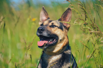the dog is sitting by smiling in the sun