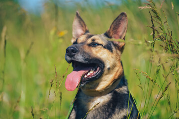 the dog is sitting by smiling in the sun