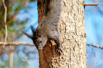 Obraz premium squirrel