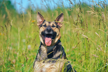 the dog is sitting by smiling in the sun