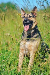 the dog is sitting by smiling in the sun