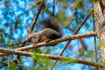 squirrel