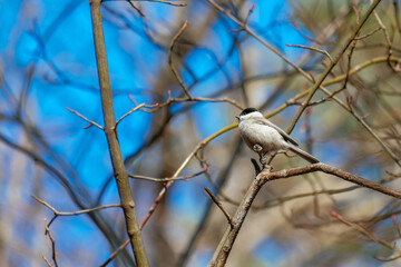 bird