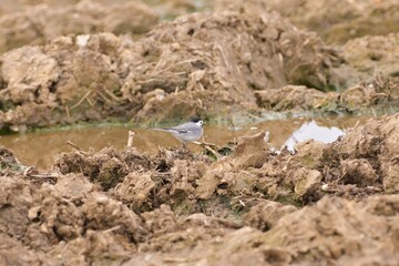 Bird wagtail white standing on the soil in the field