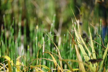 ⒒月、秋の軽井沢へ行ってきました、紅葉の葉も散り町は冬の準備中、