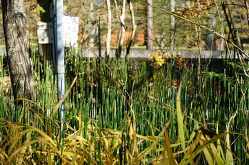 ⒒月、秋の軽井沢へ行ってきました、紅葉の葉も散り町は冬の準備中、