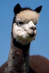 Obraz premium alpaca portrait