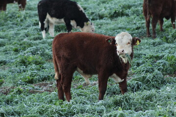 Vaca comendo pasto congelado em dia de geada em Urubici, Santa Catarina