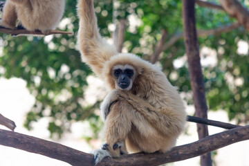 Beautiful Grey Langur Monkey on a branch looking at the camera.