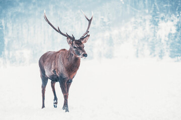 Red deer in snow