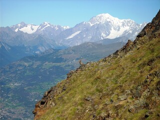 Ibex in the mountains